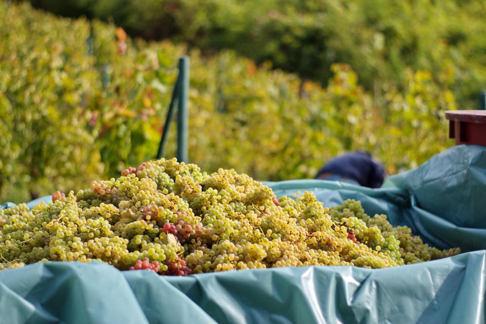 Tracteur avec remorque dans un vignoble pendant les vendanges d'automne