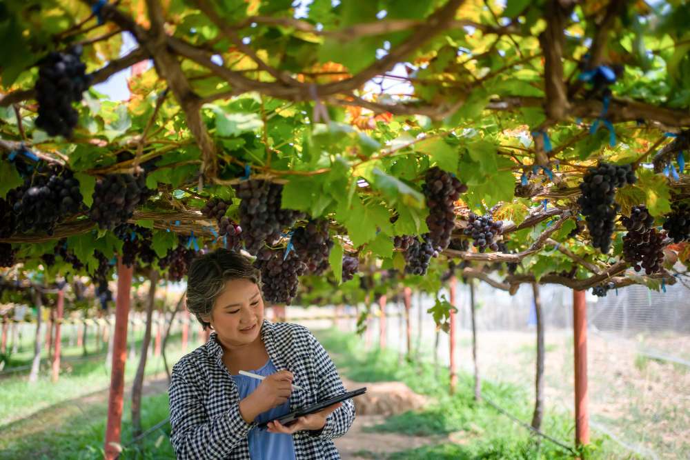 Une femme âgée, propriétaire d'un vignoble, utilise une tablette pour travailler et vérifier la qualité des raisins et des fruits dans le vignoble.